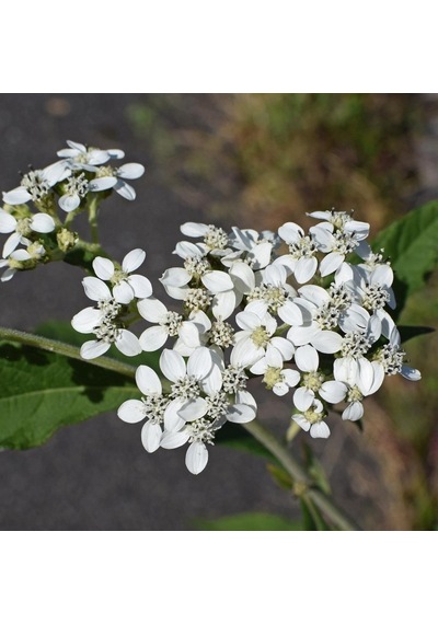 Common Boneset Çiçeği Tohumu 50 Tohum