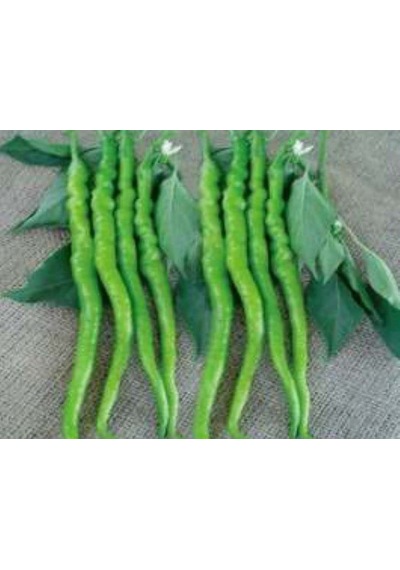 Biber Acıkıl Fırat Tohumu - Aksel 10 Gr