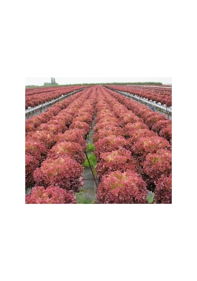 Kırmızı Kıvırcık Marul Tohumu - 5 Gram