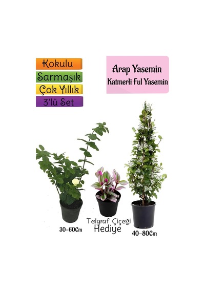 Kokulu Arap Yasemini+katmer Ful Yasemin+ Çiçeği 3'lü Bahçe Seti