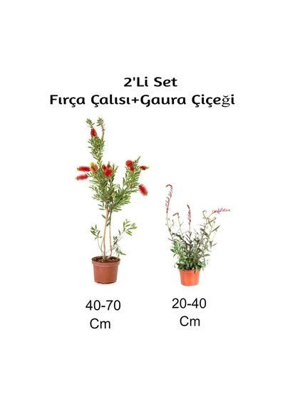 Fırça Çalısı+ Gaura Çiçeği2'li Set Dış Mekan Bitkisi