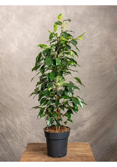 Canlı Parlak Yeşil Benjamin Çiçeği 30-60cm 1 Adet Saksılı