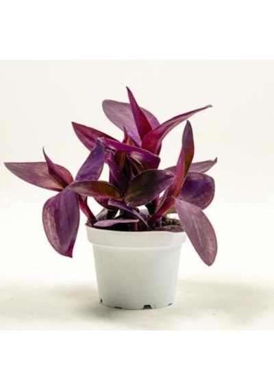 Tradescantia Purple Passion Mor Telgraf Çiçeği Fidanı 10-20 Cm
