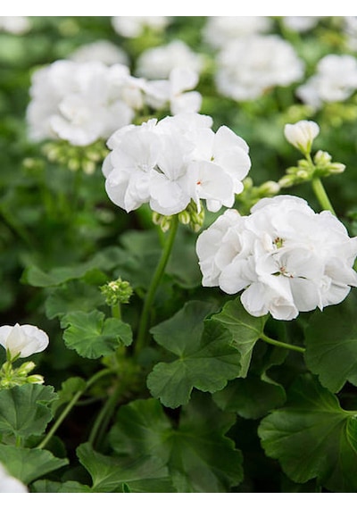 Videolu 1 Adet Beyaz Sardunya Çiçeği 15-25 Cm Saksılı Çiçekli Bodur Bitkiler Geranium