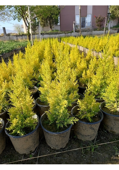 (8 Adet) Üreticiden Limon Çamı, Limon Servi, +40 Cm. Üzerinde,