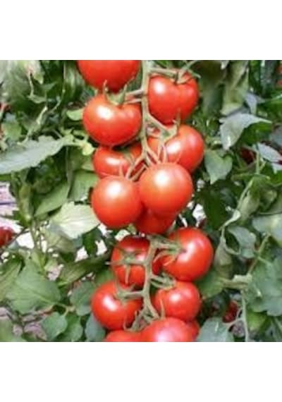30 Adet Tohum Nadir Sırık Domates Tohumu Tohum