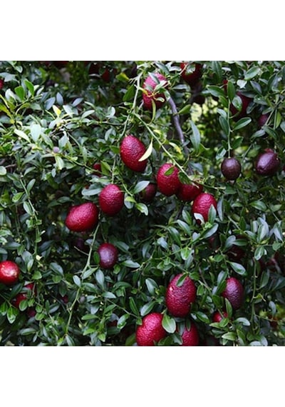 Tüplü Nadir Kırmızı Red Limon Australian Blood Fidanı