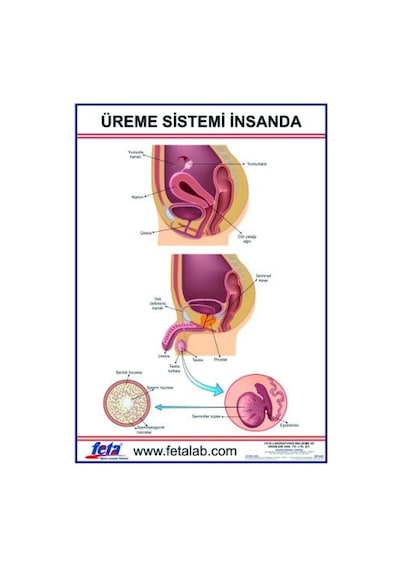 Üreme Sistemi Levhası Insanda