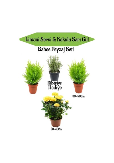Bahçe Seti 2 Adet Limoni Servi Fidanı+1 Adet Sarı Gül Fidanı+hediye Biberiye