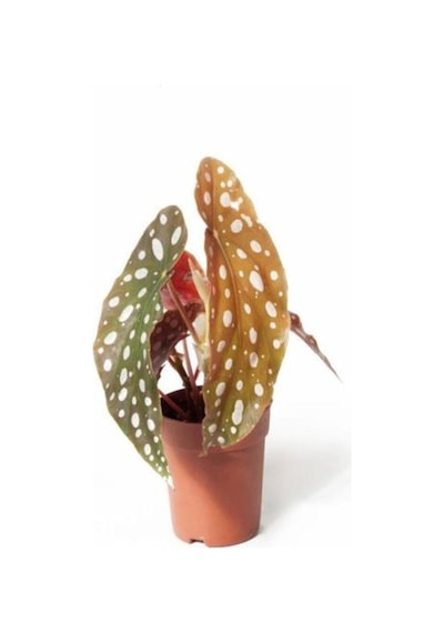 Videolu Çilli Begonya Ve Kurdele Çiçeği 5 15 Cm 2 Adet Iç Mekan Bitkisi Begonia Chlorophytum