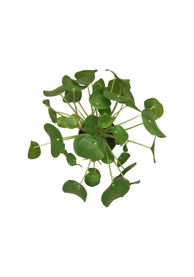 Pilea Peperomioides (Para Çiçeği) Ø17 CM Y35-40 CM