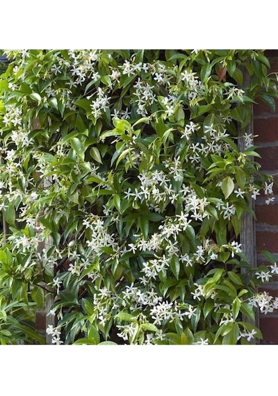 Rhyncospermum Jasminoides Arap Yasemini Yasemin Fidanı