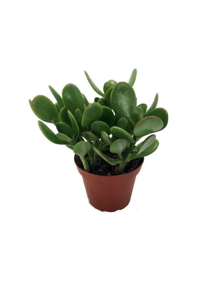 Crassula Ovata / Şans-para Çiçeği