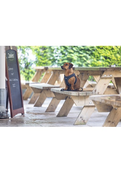 Beeztees Köpek Göğüs Tasması, Neopren, Siyah, S, 38-44cm Siyah