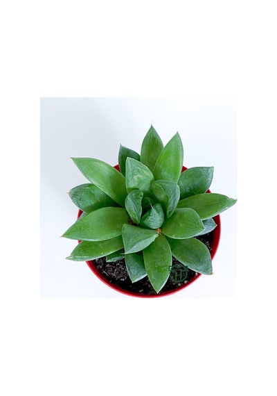 Haworthia Cuspidata Yıldız Sukulent Star Window Yeşil Gül 8.5 Cm
