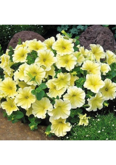 10 Adet Natural Trailing Petunia Yellow Star Tohumu