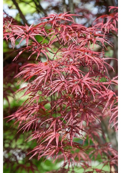 "kırmızı Yapraklı Japon Akçaağaç Fidanı - 40-50 Cm,