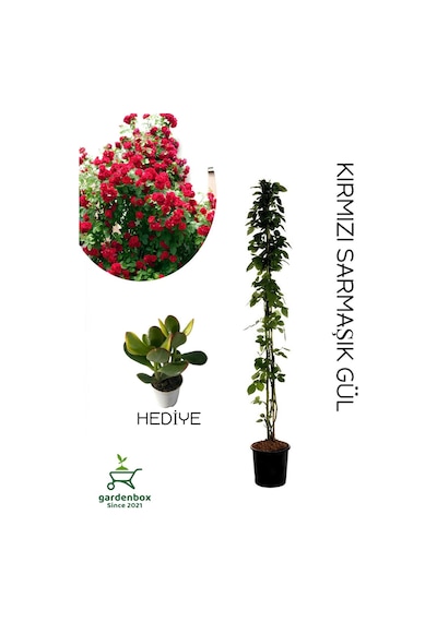 Kırmızı Sarmaşık Gül Fidanı Saksılı Tüplü 60-80cm+yeşim Para Çiçeği