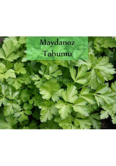 6 Paket Tohum No9 Halep Karası Patlıcan Tohumu Salatalık Domates Tatlı Acı Kıl Biber Maydanoz Tohumu 1 Set