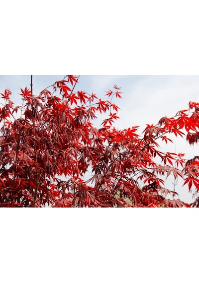 Kırmızı Japon Akçaağacı 150 - 200 Cm