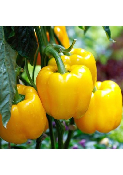 Sarı Dolma Biber Tohumu 10 Gr Paket 1 Paket