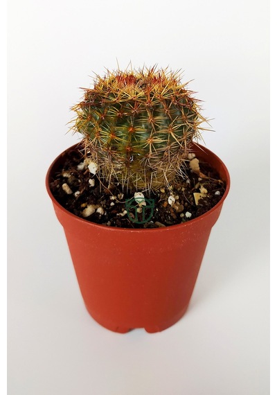 Parodia Erubescens Özel Tür Kaktüs 5.5 CM Saksıda