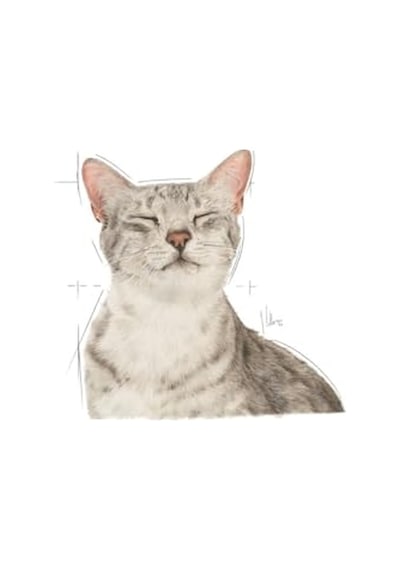 Royal Canin Sensory Feel Gravy 85 Grx12 Adet Kedi Konservesi