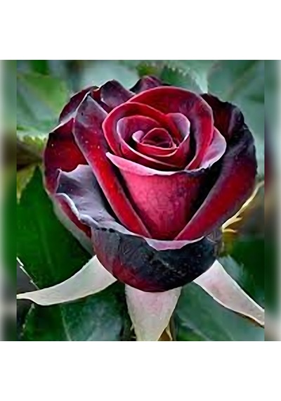 Kırmızı Kadife Gül Koyu 50-80 Cm