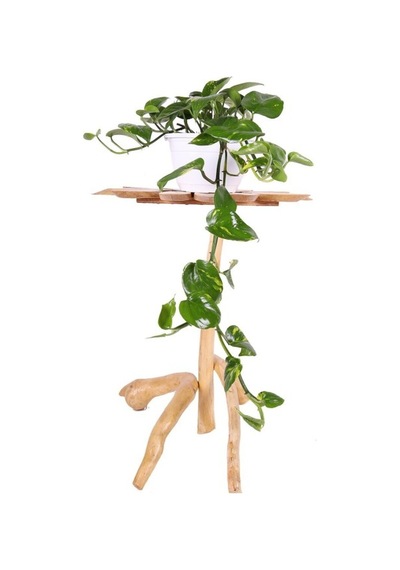 Pothos Sarmaşığı Fidanı Fidesi 10-20 Cm