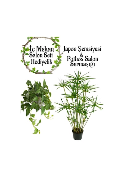 Japon Şemsiyesi 40-60 Cm 1 Adet Saksılı+pothos Salon Sarmaşığı 30-40cm 1 Adet Saksılı