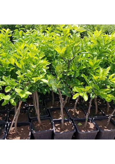6 Yaş Aşılı Yediveren Limon Fidanı, Saksıda