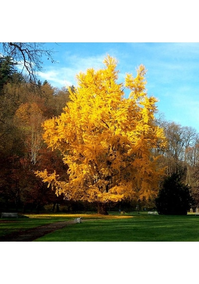 Mabet Ağacı Ginkgo Biloba Fidanı 15 25 Cm Boy - 2 Yaş