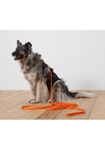 Köpek Tasması, Turuncu