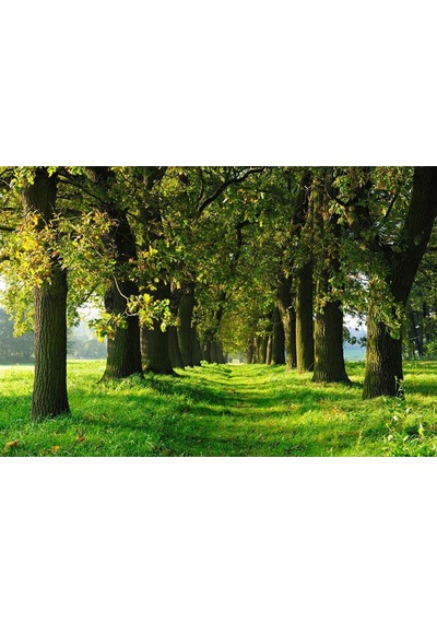 Yeşil Orman Manzarası Duvar Kağıdı
