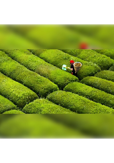 Çay 1. Sınıf Kalite