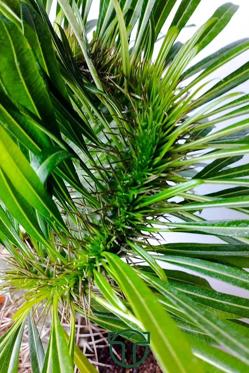 Pachypodium Lamerei Cristata Madagaskar Palmiyesi Koleksiyonluk