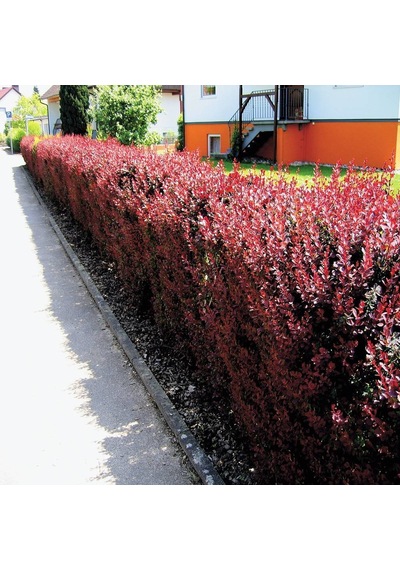Tüplü Red Berberis Thunbergii Kadın Tuzluğu Fidanı