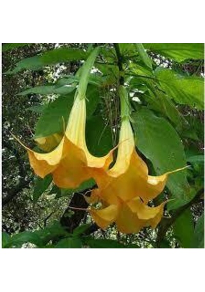 5 Adet Tohum Angel Trumpet Çiçeği Meleklerin Borozanı Çiçek Tohumu Sürpriz Hediye Bonzai Ağacı Tohum
