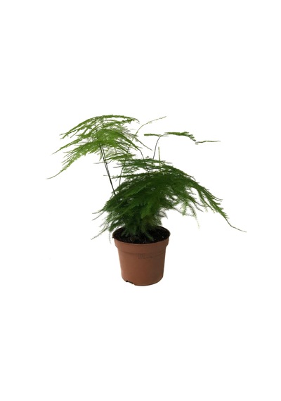 Asparagus Plumosus (Kuşkonmaz Çiçeği) Ø12 CM Y25-30 CM