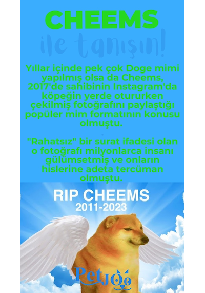 Petjoo 18.Cheems Mavi-Yeşil Qr'lı Köpek Künyesi