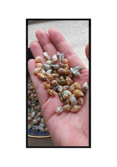 250 Adet Gerçek Deniz Kabuğu Seti, 0,30-1,50 Mm Boyutlarında 000 Açık Krem