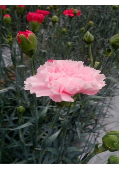 Videolu Pembe Karanfil 40 60 Cm 1 Adet Saksılı/ Tüplü Çiçekli Bodur Bitki Dianthus Caryophyllus