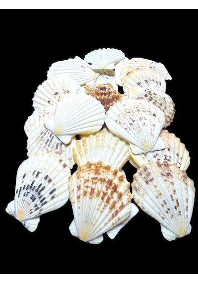 Deniz Kabukları 100 Gr No-5-pectenmastarensis