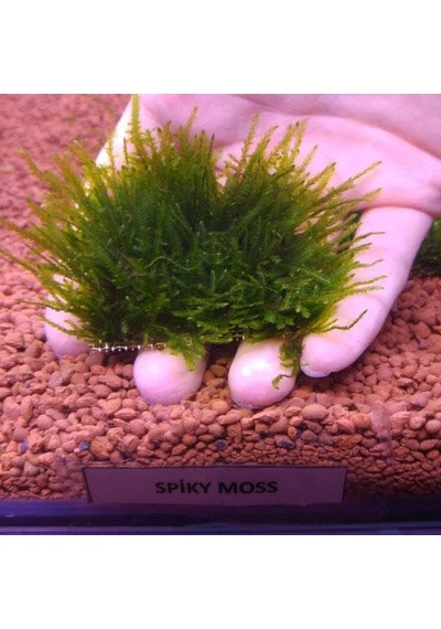 Spiky Moss Tele Sarılı 5x5cm Yeni Sarım Canlı Bitki