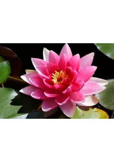 1 Adet Tohum Nadir Bulunan Pembe Lotus Su Çiçeği Nilüfer Tohumu O