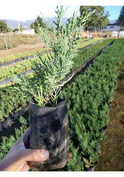 Videolu Leylandi Çit Fidanı 30 50 Cm 10 Adet Tüplü Dış Mekan Ağaç Bitkisi Cupressocyparis Leylandii