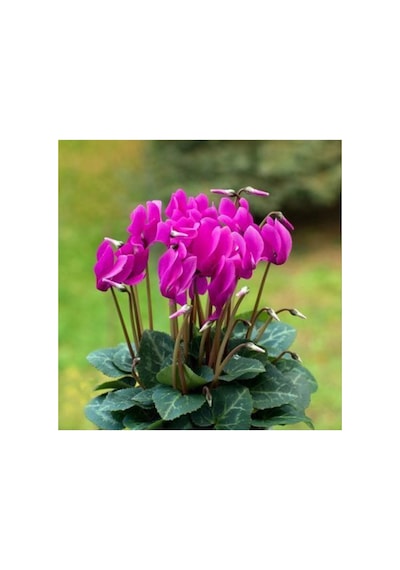 Sarmask Cyclamen Mor Renk Sıklamen, Saksıda