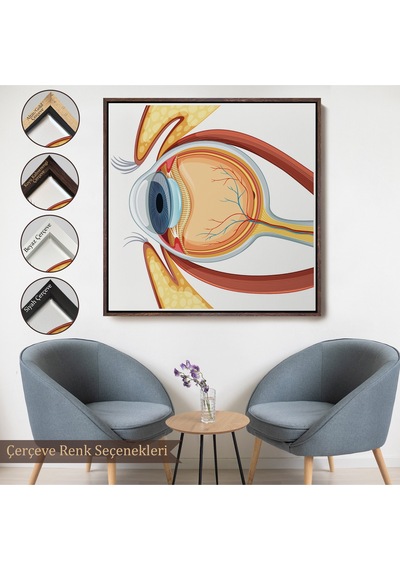 Ahşap Çerçeveli Göz Anatomizi Tablosu - Göz Doktoru Hediyesi-8367