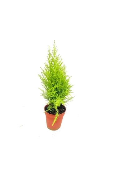 Videolu Çok Beğenilen Limoni Salon Çamı 30-60 Cm Tüplü Dış Mekan Ağaçları Norfolk Island Pine