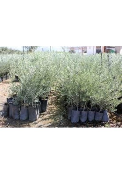 Videolu Gemlik Zeytin Fidanı Fidesi 80-190 Cm Tüplü Aşılı Güller Olive Tree Sapling